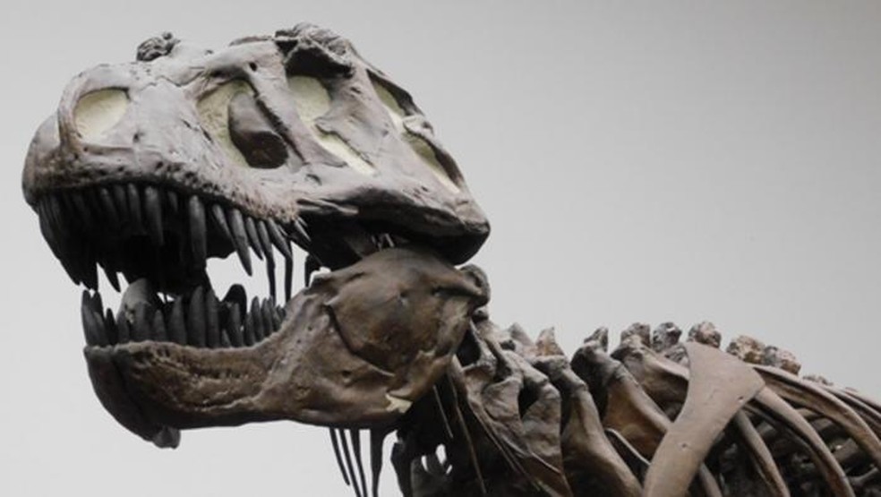 'T.rex' não era tão inteligente como se acreditava, descobrem cientistas