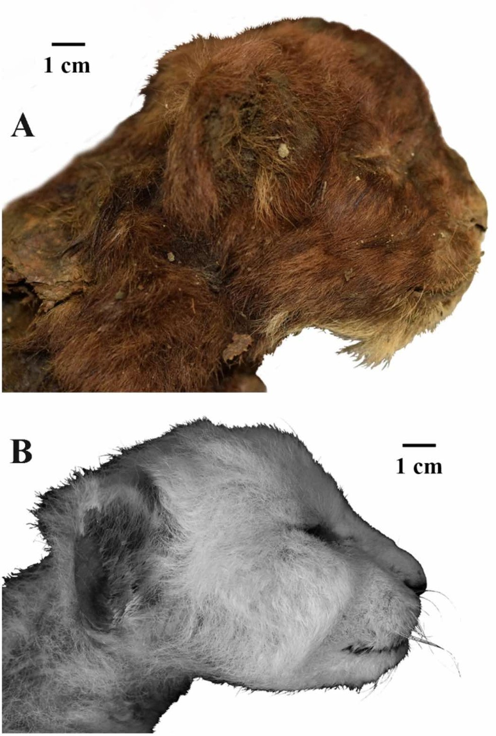 Aspecto externo de cabeças de três semanas de filhotes de grandes felinos — Foto: Lopatina et al.