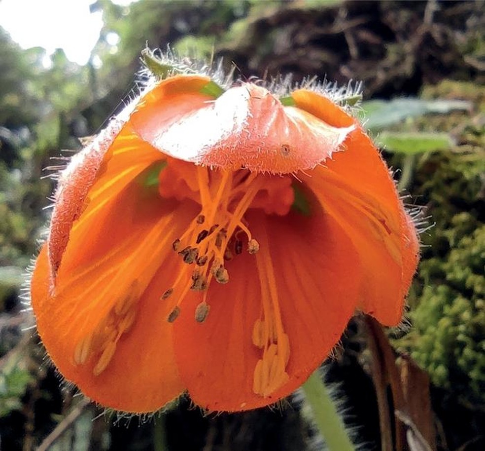 Flor de 'Nasa ferox' não tinha registros conhecidos há aproximadamente 130 anos — Foto: E. Segóvia
