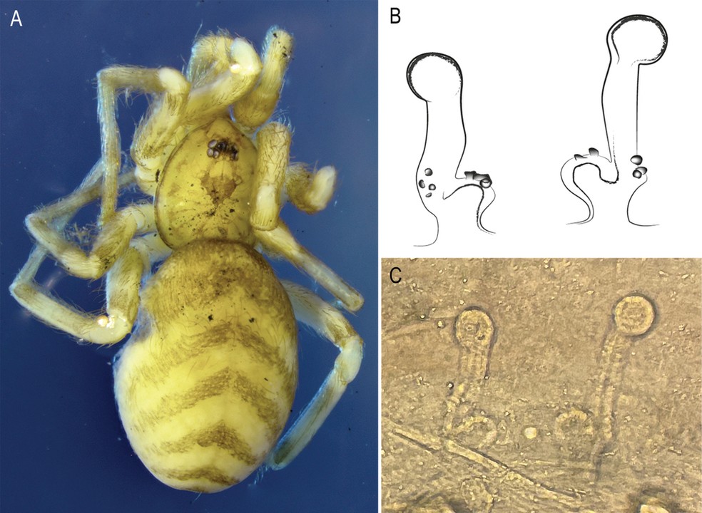 Item A: vistas dorsal da espécie Pikelinia fasciata fêmea de Galápagos; itens B e C: vista dorsal do órgão reprodutivo feminino — Foto: Andrea C. Román