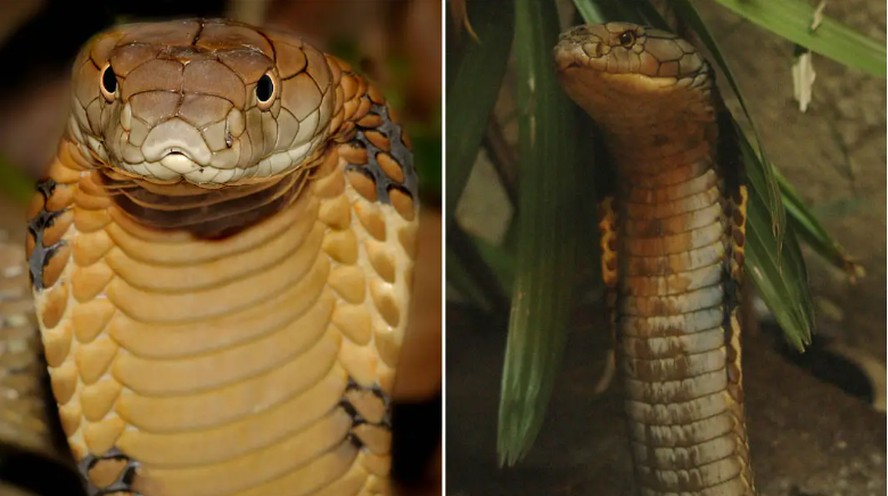 Cobra da espécie 'Ophiophagus hannah', igual à que foi morta na Segunda Guerra Mundial