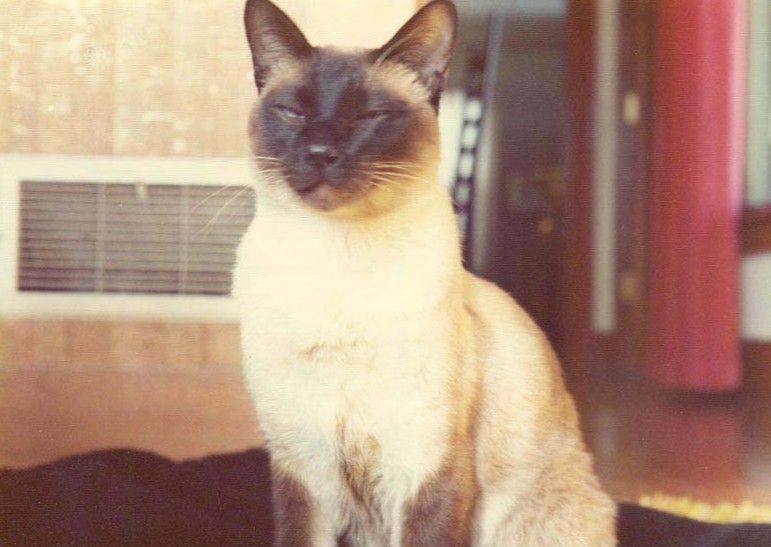 Como um gato siamês virou autor de um artigo de física nos anos 1970