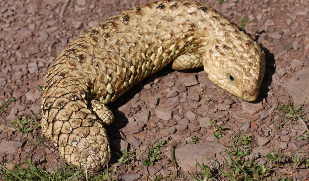  Robyn Jay/Wikimedia Commons