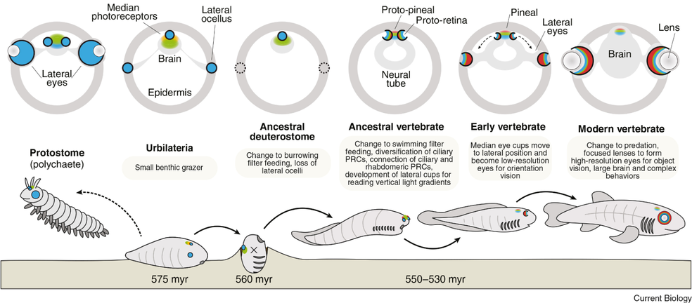 Esquema indicando as etapas evolutivas da perda do olho de ciclope e de desenvolvimento dos olhos especializados observados nos vertebrados hoje — Foto: Dan-Eric Nilsson/Current Biology