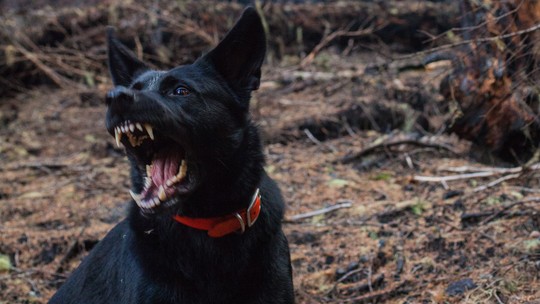 Ciência mostra que não adianta culpar raças de cães por ataques a pessoas
