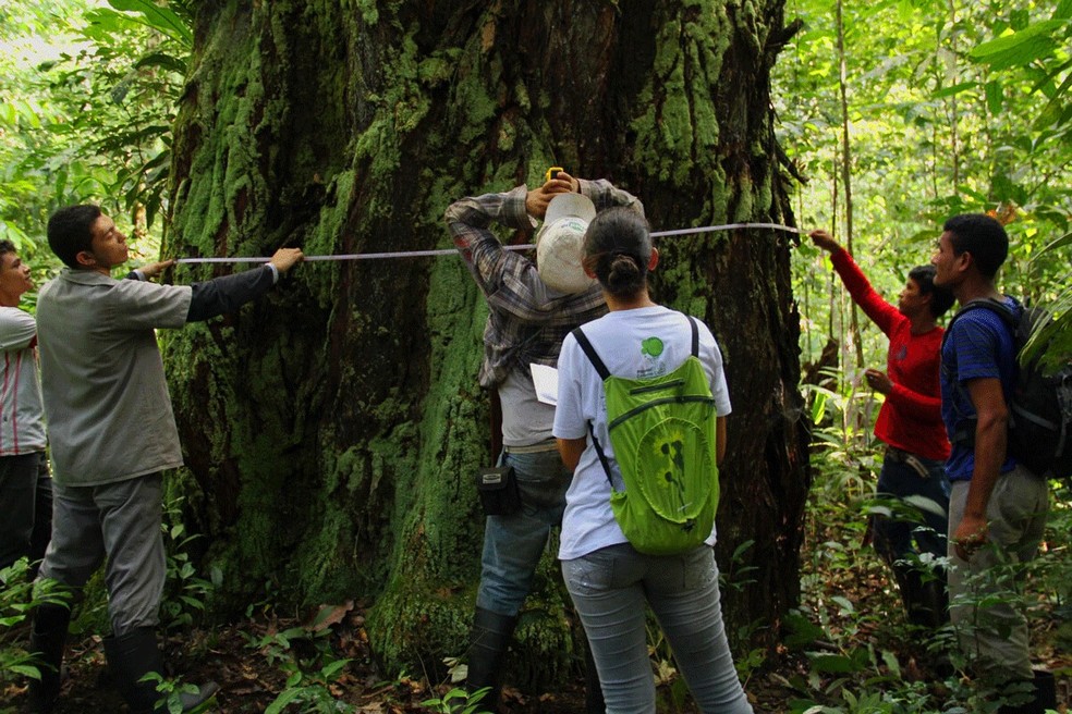 Medição do tronco de uma castanheira — Foto: Marcelino Guedes/arquivo pessoal