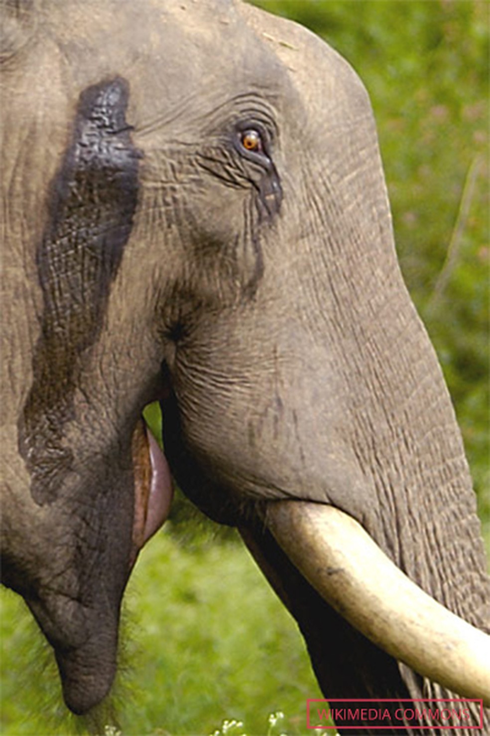 Exemplo de elefante indiano em estado de musth — Foto: Wikimedia Commons