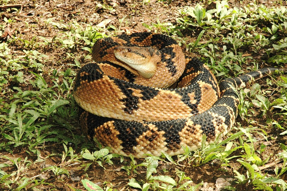 Indivduo da subespcie Lachesis muta muta avistado em 2006  Foto: Wikimedia Commons