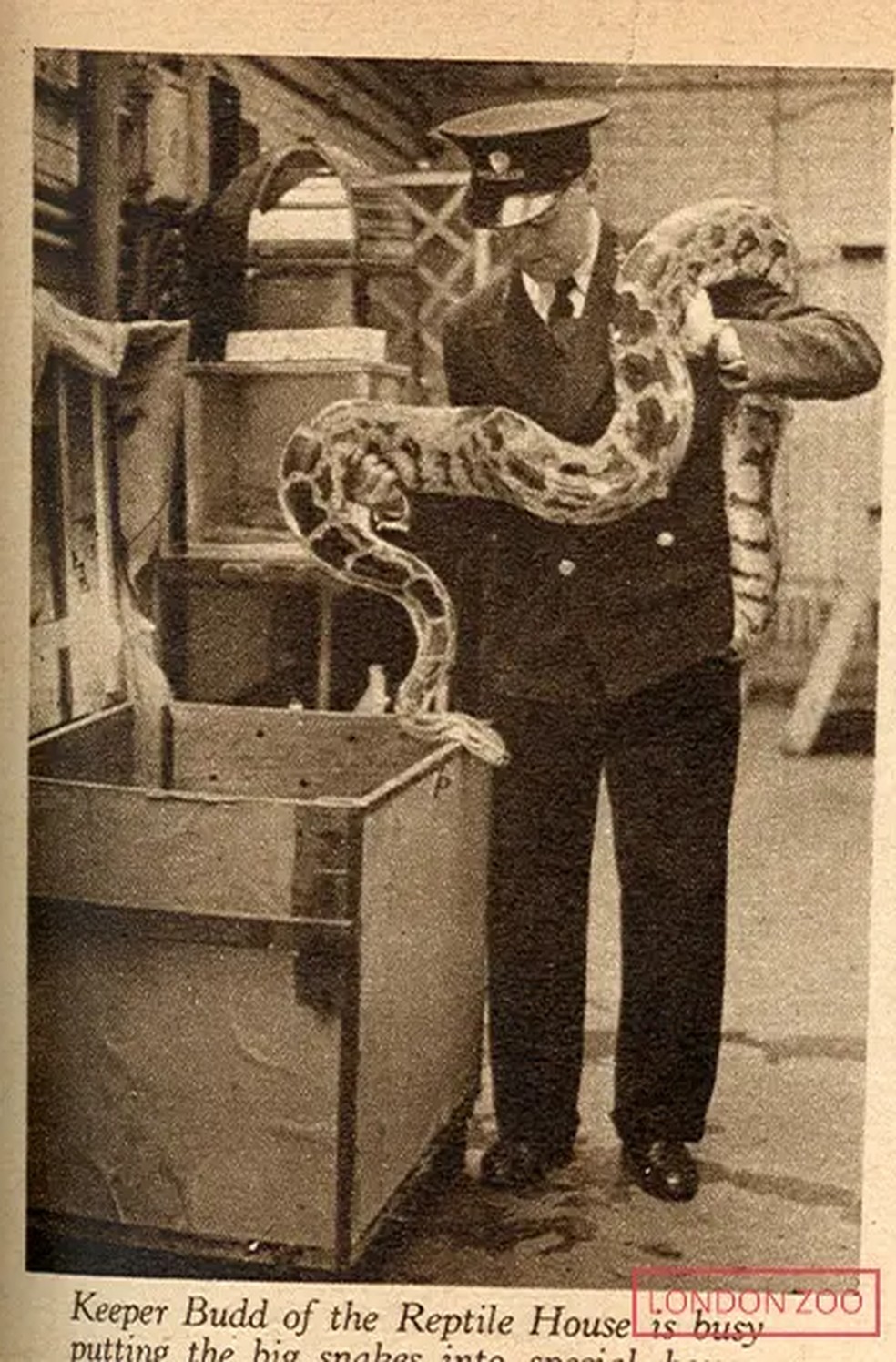 Recorte de um jornal da época que mostra uma cobra Píton sendo colocada em uma caixa — Foto: London Zoo