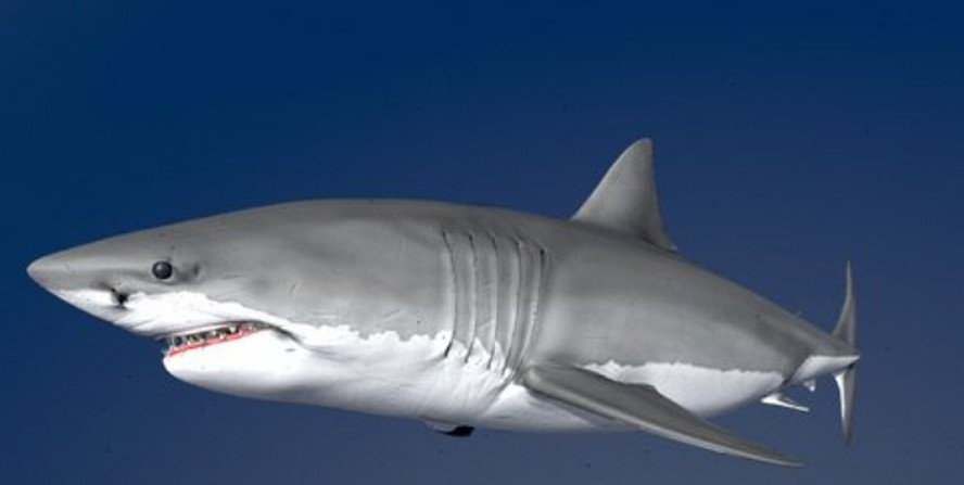 Uma animação tridimensional de uma fêmea adulta de tubarão-branco ( Carcharodon carcharias )