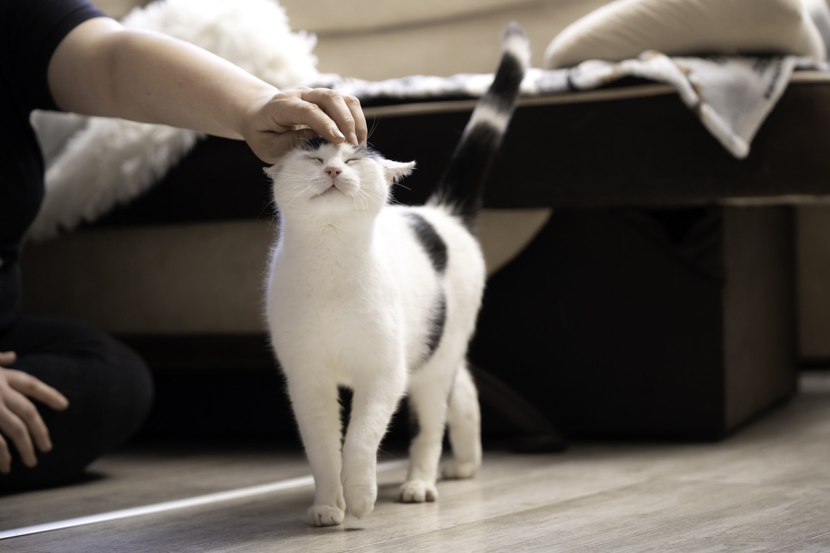 Gatos são grandes comunicadores, mas é preciso atenção para ser “fluente em gato”