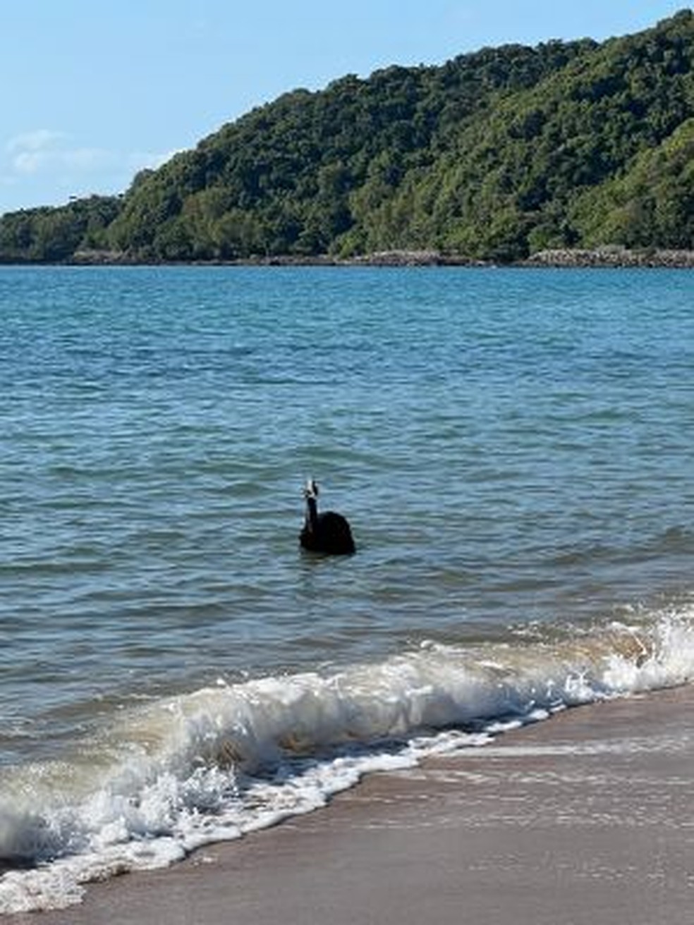Os casuares podem nadar, geralmente para evitar predadores — Foto: Departamento de Meio Ambiente e Ciência de Queensland