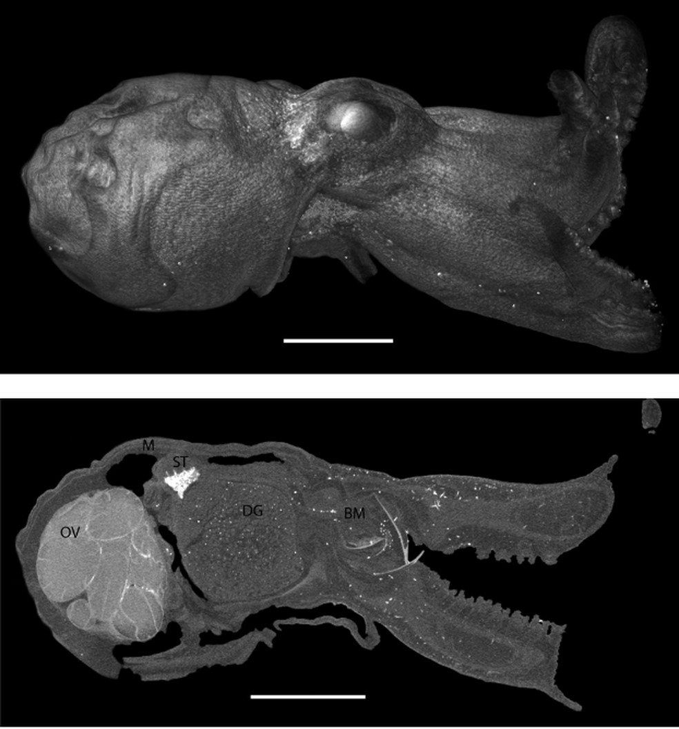 Estrutura interna do polvo capturada por microtomografia computadorizada — Foto: Zootaxa (2026)