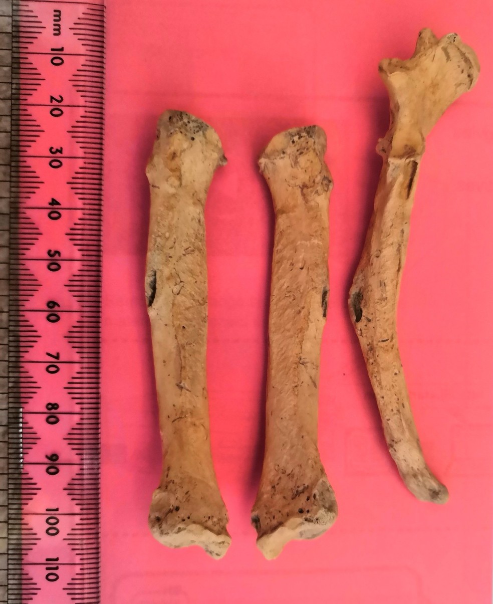 Ossos da cachorra que pertenceu aos romanos  — Foto: Reprodução/Twitter/@Dr_Fishbones