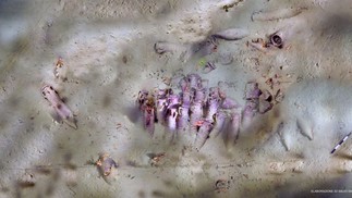 Ânforas de transporte de minério encontradas em Siracusa, na Itália — Foto: Reprodução/Facebook/Soprintendenza del Mare