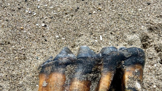 Mulher encontra por acaso dente de mastodonte em praia na Califórnia