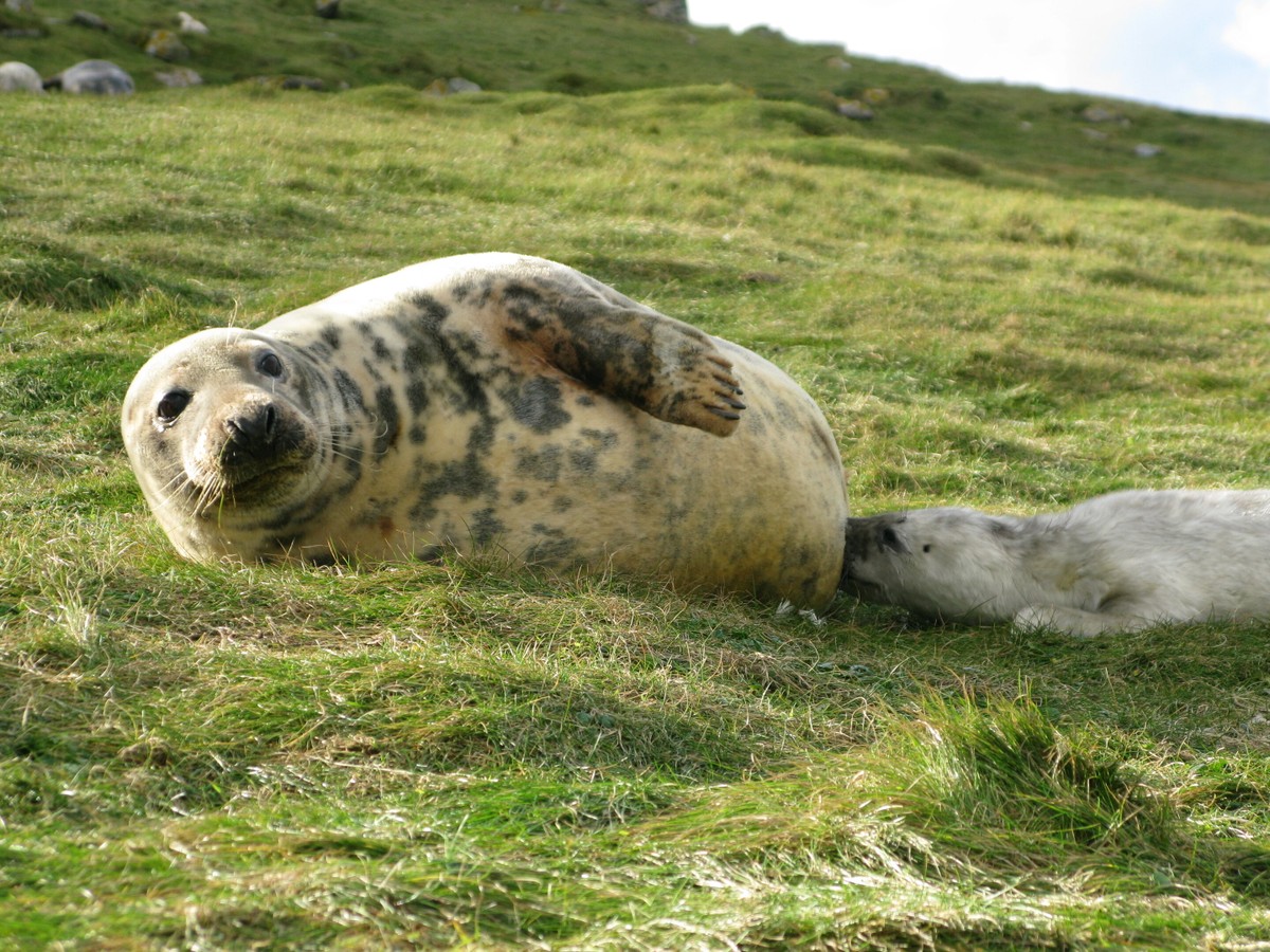 Leite de foca é mais potente do que o humano, indica estudo