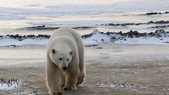 Crise climática: "Capital dos ursos polares" pode bater recorde dos animais