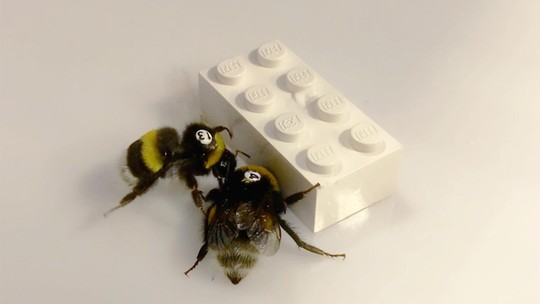 Abelhas demonstram comportamento de colaboração ao moverem Lego juntas