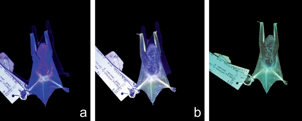 Estes morcegos brilham sob luz ultravioleta, descobre estudo