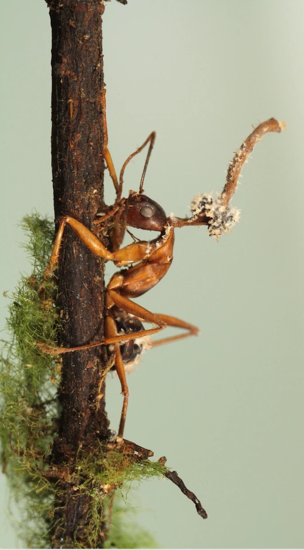 Fungo micoparasita que infesta o corpo frutífero de um fungo "zumbi" de formiga — Foto: João Araújo