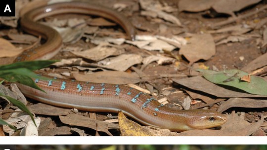 Cobra ou lagarto? Novo estudo esclarece dúvida sobre réptil sem patas asiático Cobra ou lagarto? Novo estudo esclarece dúvida sobre réptil sem patas asiático