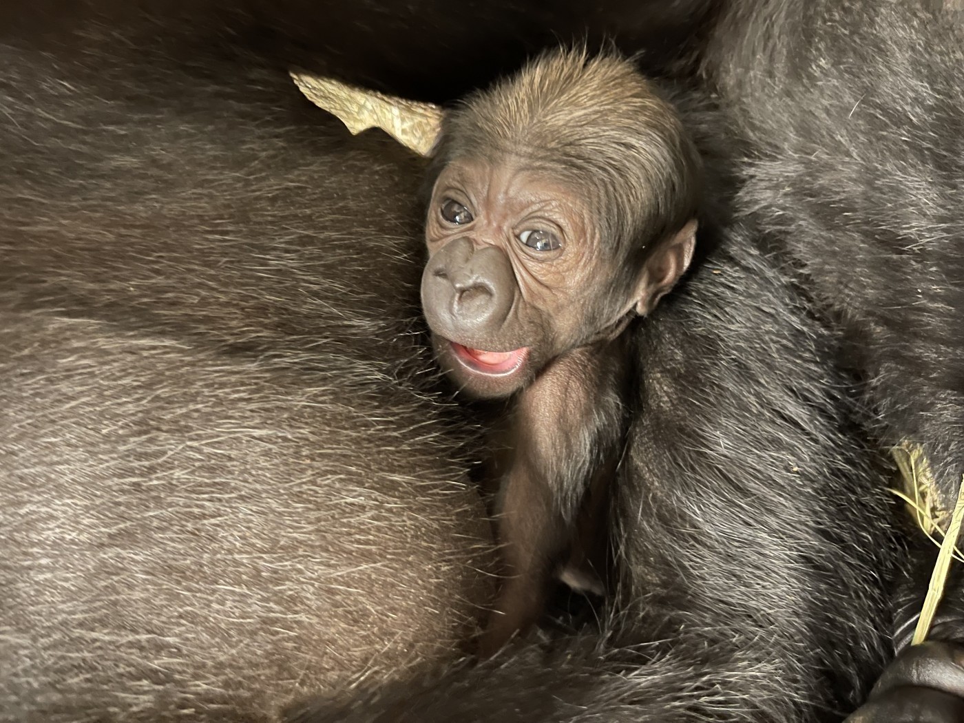 O rostinho do filhote de gorila da planície ocidental — Foto: Zoológico Nacional do Smithsonian e Instituto de Biologia da Conservação