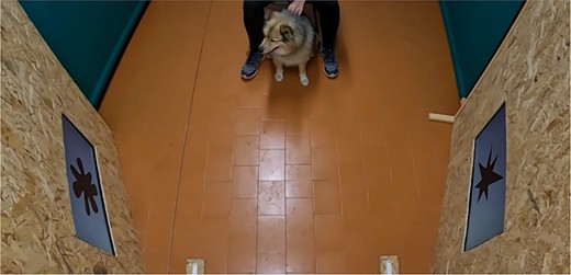 Cães podem associar sons a formas geométricas, assim como os humanos