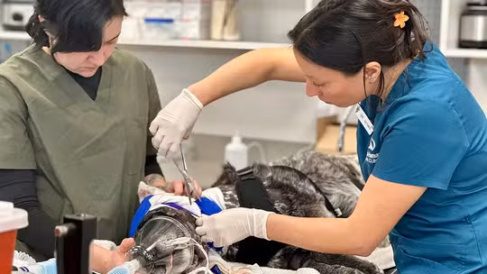 Cadela idosa e quase cega enfrenta urso para salvar sua família Cadela idosa e quase cega enfrenta urso para salvar sua família