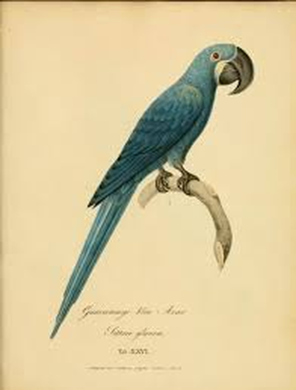 Desenho do que a Arara-azul-pequena poderia se parecer, de acordo com relatos — Foto: Animalia Bio