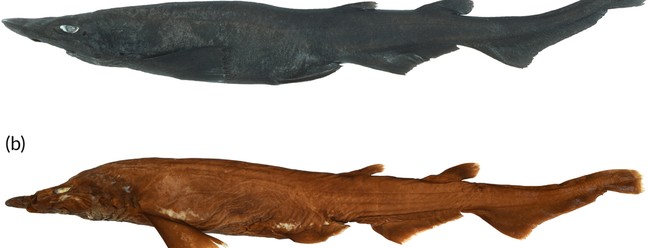 Nova espécie de tubarão Apristurus ovicorrugatus — Foto: William T. White