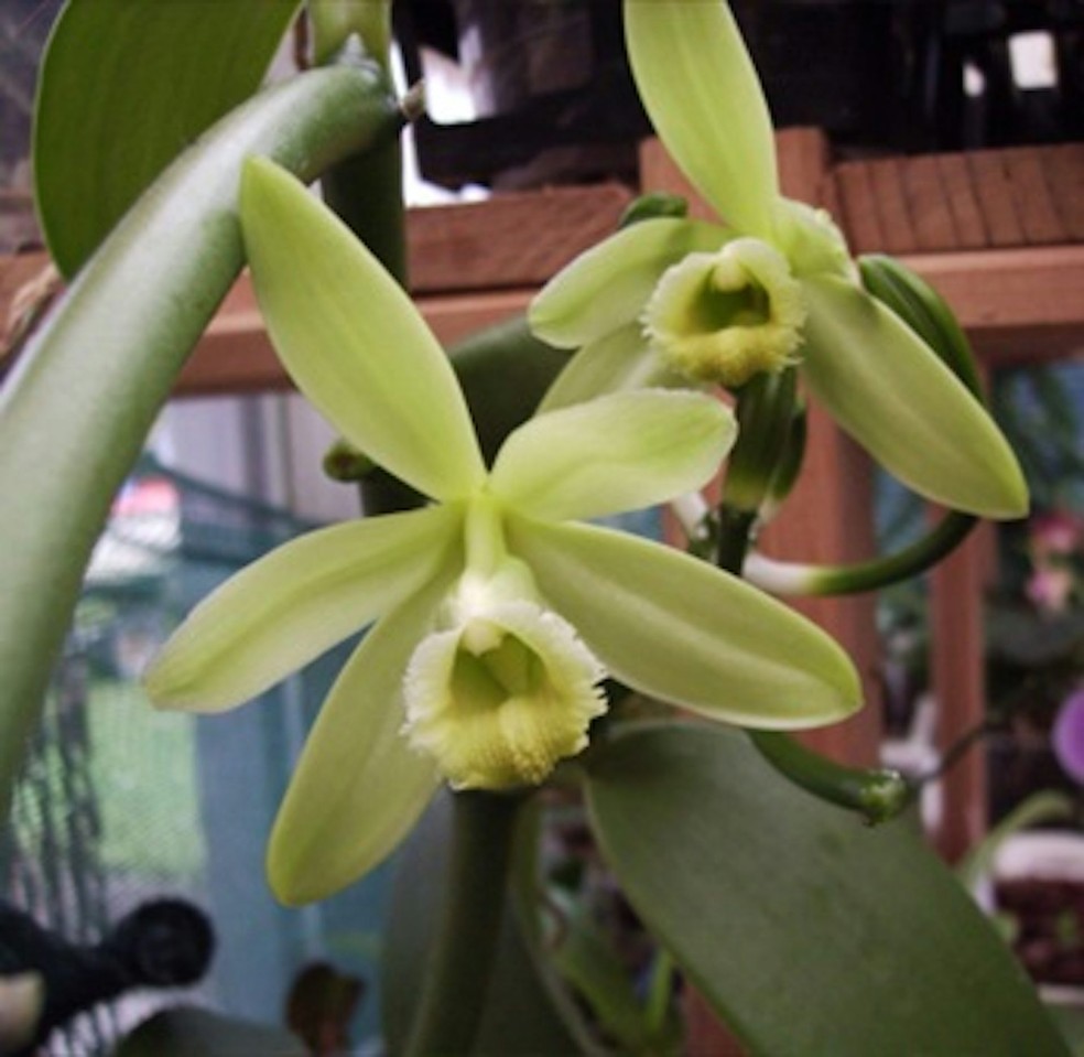 'Vanilla planifolia', também chamada de Baunilha Bourbon, é reconhecida pelas suas características aromáticas, sendo espécie mais comercializada no mundo — Foto: Toxicology Report