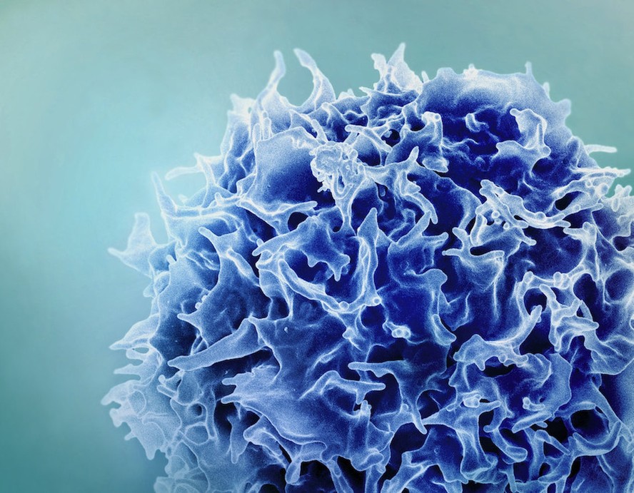Imagem de um linfócito T, um tipo de célula do nosso sistema imune. Estudo inédito conseguiu estimar a quantidade e o peso desse exército que nos protege de patógenos externos