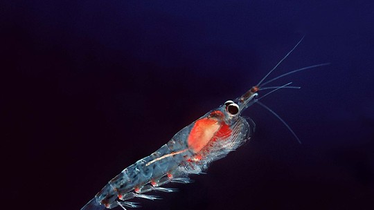 Microplásticos são encontrados em animais marinhos do Oceano Antártico