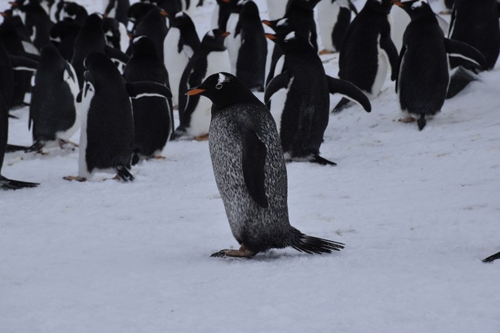 Pinguim-gentoo de coloração escura vivendo na Antártida — Foto: Nigro et al