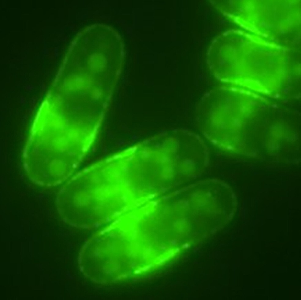 Células de levedura de fissão nas quais o transportador de glicose Ght5 é marcado fluorescentemente com proteína fluorescente verde (GFP) — Foto: Olga Xintarakou/Queen Mary University of London