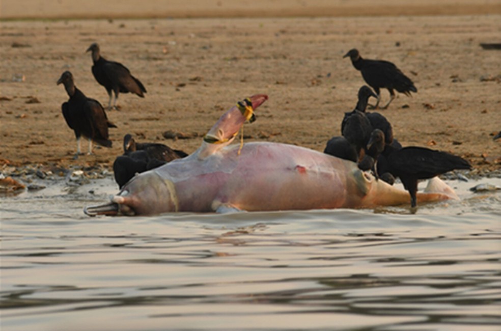  Ayan Santos Fleischmann/Science