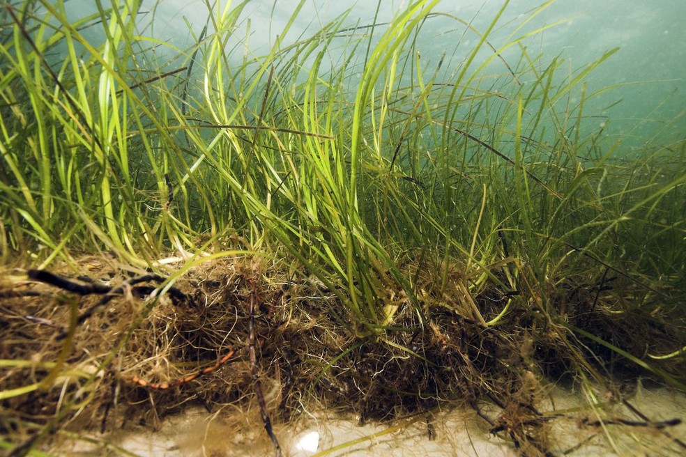 Algas podem se reproduzir vegetativamente, ou seja, por meio de clones — Foto: Uli Kunz