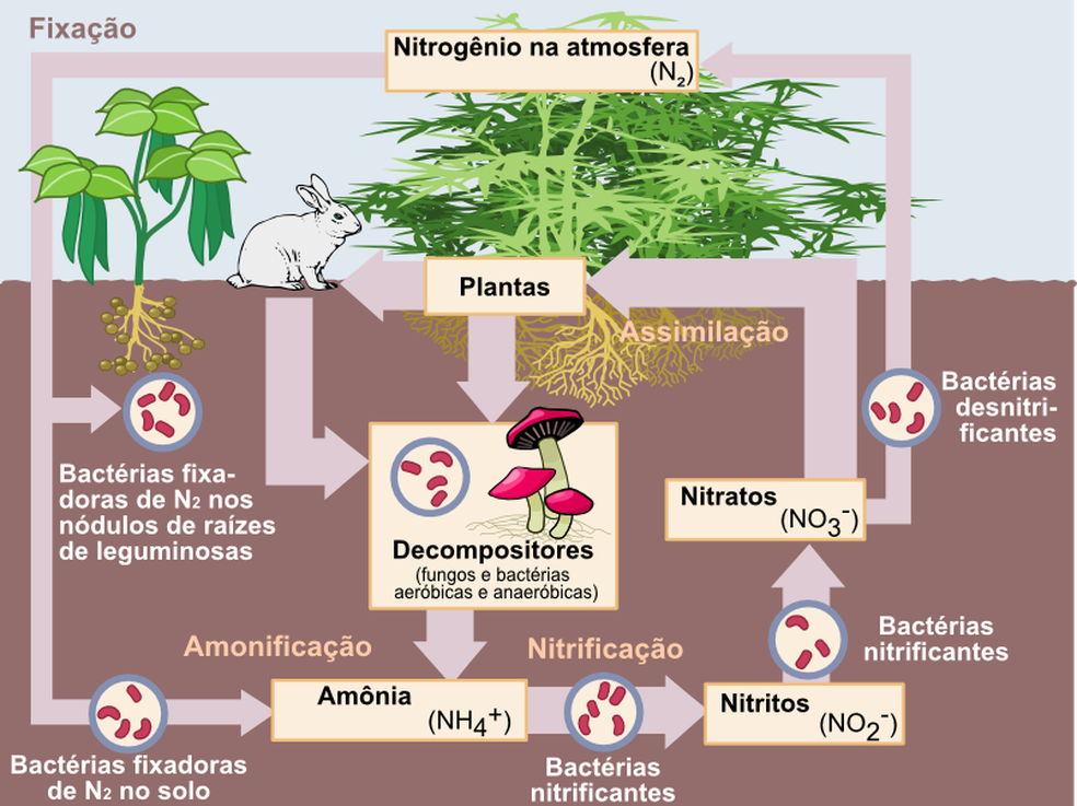 O ciclo do nitrogênio transforma o elemento em diferentes “versões”, sendo uma delas o nitrogênio orgânico, a forma utilizada para armazenar nutrientes, transportá-los por longas distâncias e produzir aminoácidos essenciais — Foto: Wikimedia Commons