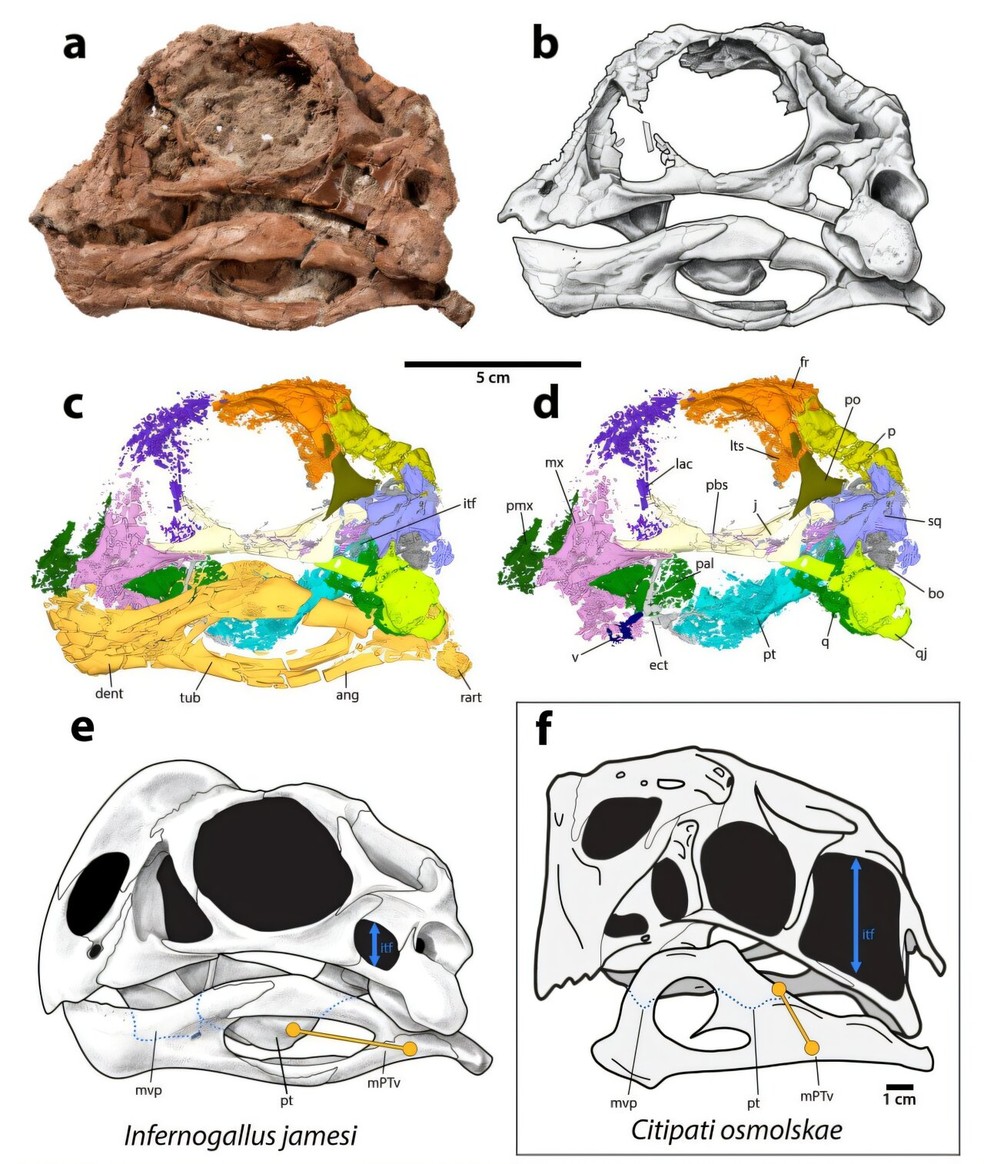 Anatomia craniana de Infernogallus jamesi — Foto: Gregory Funston et al.