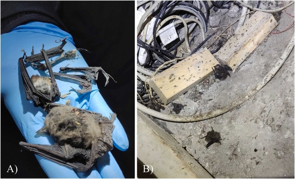  Global Ecology and Conservation