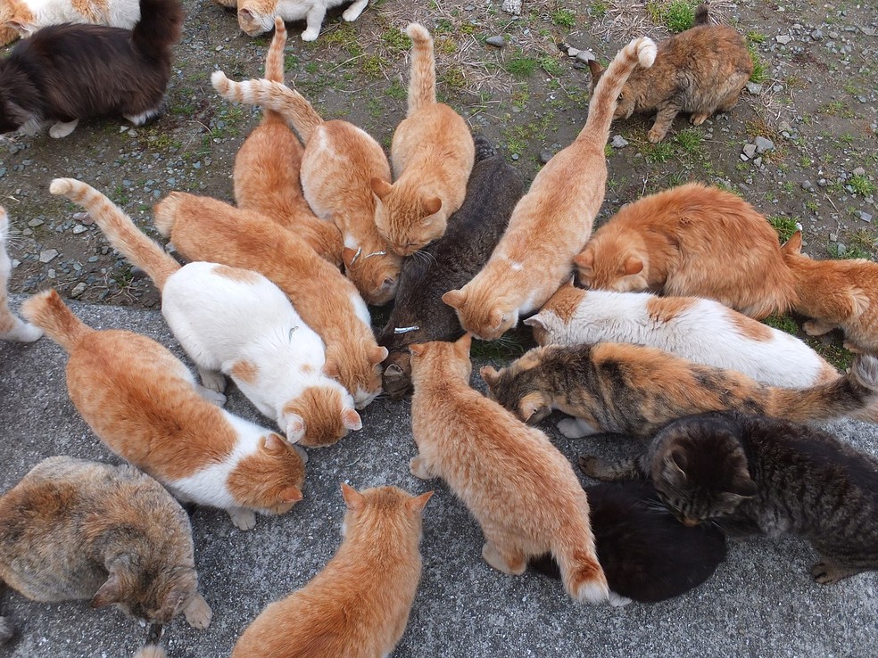 Gatos sendo alimentados na ilha de Aoshima, no Japão — Foto: Wikimedia Commons