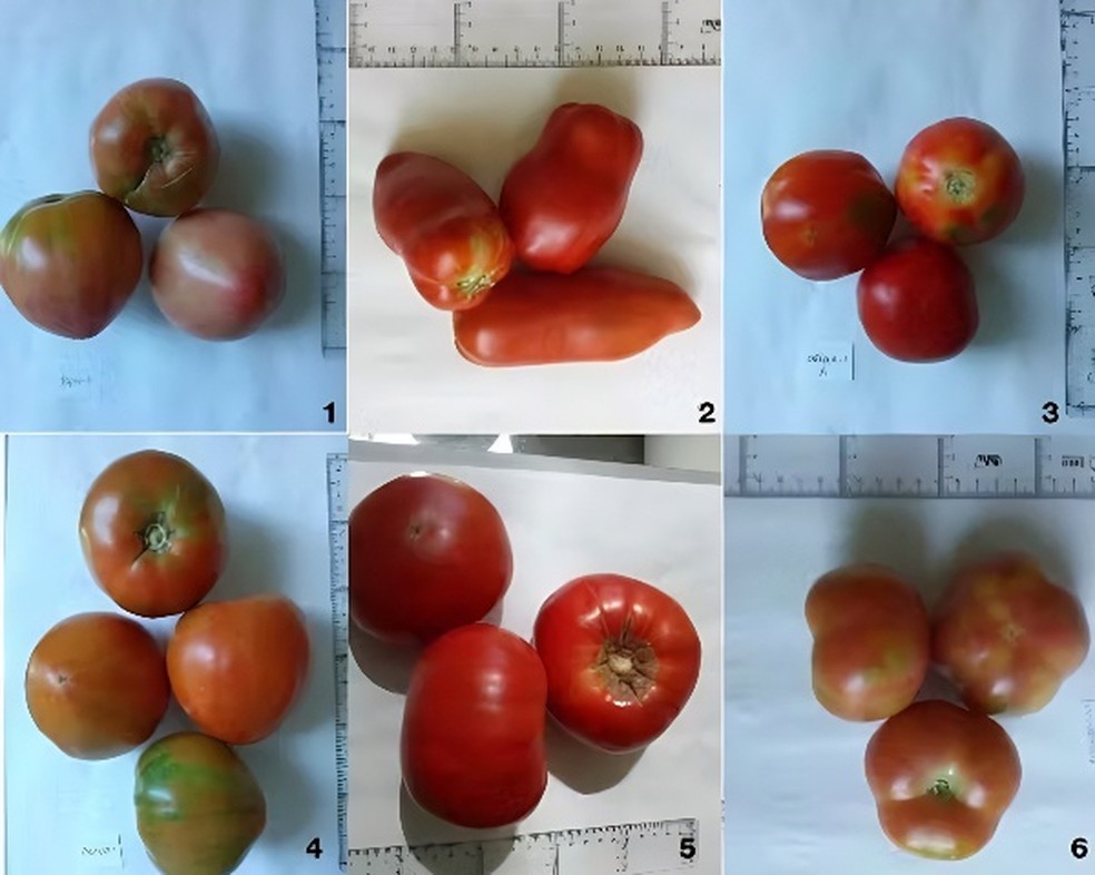 Frutos de tomate de variedades tradicionais. 1, Tomate Valenciano Rosa do Vall d'Albaida (BOC2); 2, Tomata del Pebre de la Vall d’Albaida (FONT1); 3, Tomata De Borseta (ORI1); 4, Tomate Valenciano (PIC1); 5, Tomate Vermelho PlanRia (REQ2); 6, Tomata De Penjar (VIST1). — Foto: The Conversation/Salvador Soler et al