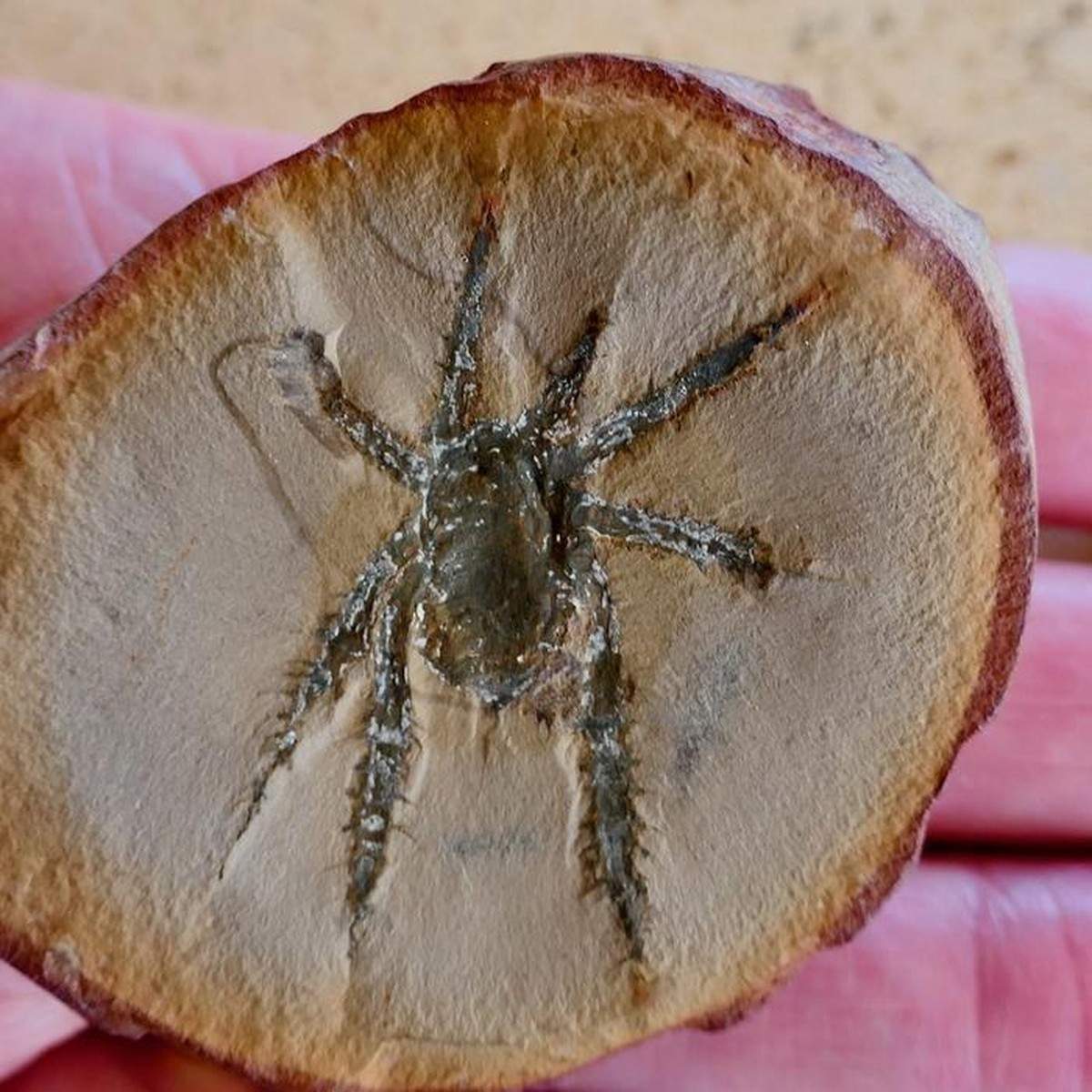 Araña de 308 millones de años con patas espinosas intriga a los científicos |  Ciencia