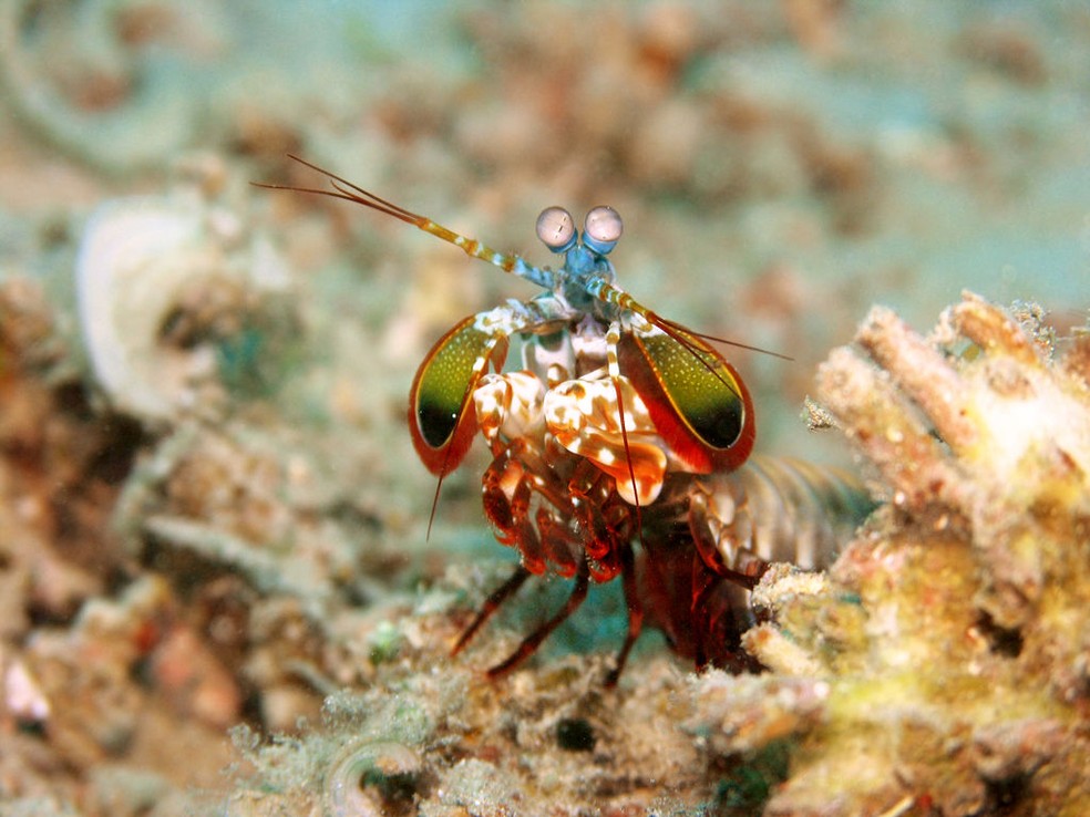 O design corporal funciona como um escudo de impacto, filtrando e dissipando as ondas de choque destrutivas durante o golpe, protegendo o animal de danos. — Foto: Wikipedia/ Jens Petersen