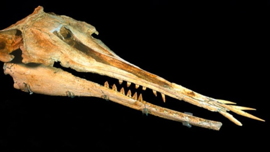 Crânio fossilizado de Nihohae matakoi, encontrado pela primeira vez em 1998