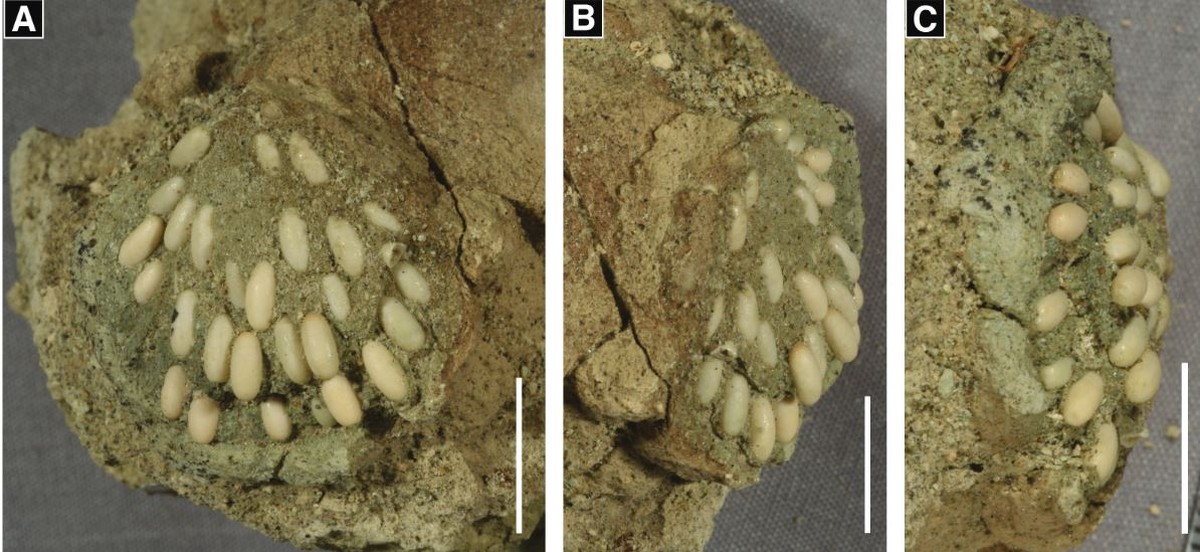 29 million-year-old locust eggs found in a monument in the United States of America |  Sciences