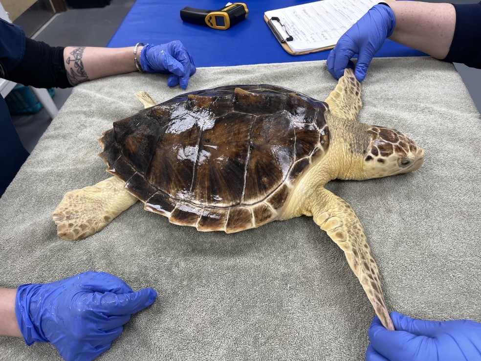 Uma das análises feitas em Earl Grey foi a composição de seu casco, que tem características muito semelhantes aos encontrados em tartarugas-de-kemp — Foto: Divulgação/Georgia Sea Turtle Center
