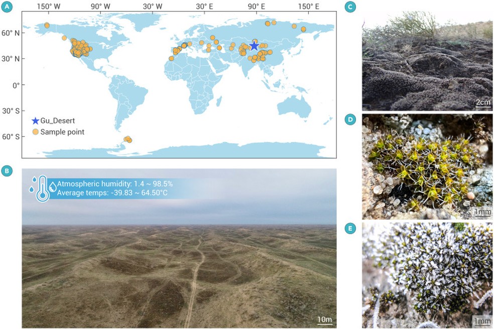 (A) Distribuição geográfica global da crosta de S. caninervis (B) Um habitat típico onde a crosta de S. caninervis é encontrada no deserto de Gurbantunggut, na China. (C) Crosta desidratada de S. caninervis (D) Crosta hidratada de S. caninervis .(E) Crosta congelada de S. caninervis com cobertura de neve no inverno — Foto: Daoyuan Zhang et.al/The Innovation