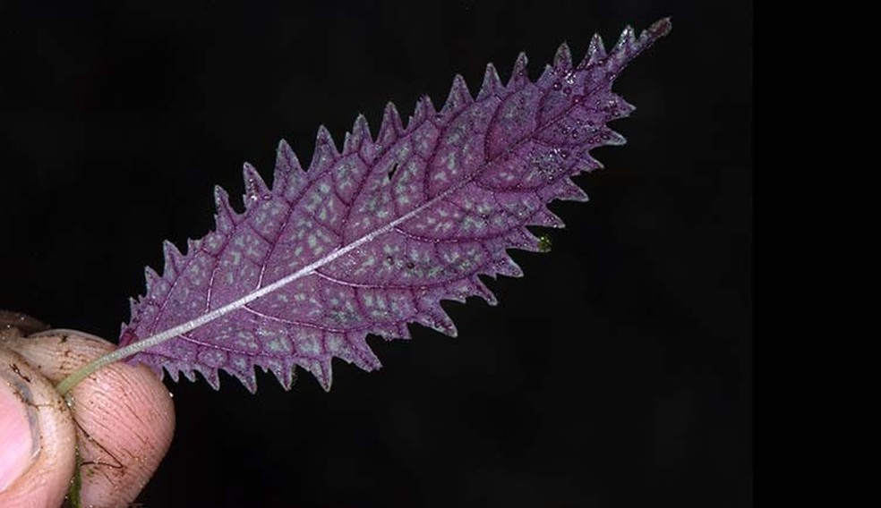 As costas da folhagem possui esse tom característico de roxo, que ajudou os pesquisadores a identificar a nova espécie — Foto: JL Clark